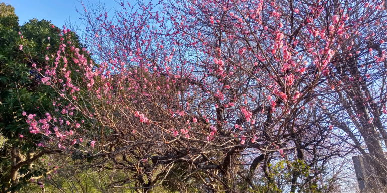 山吹の里公園3