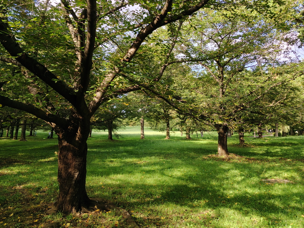 舎人公園内